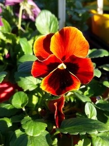 Plant horticulture flora