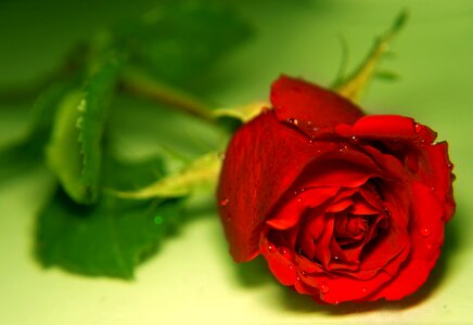 Roses red beauty