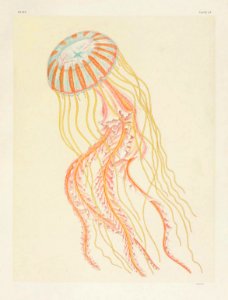 Medusae of world-vol03 pl64 Dactylometra quinquecirrha