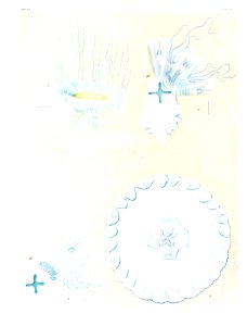 Medusae of world-vol03 pl67 Cyanea capillata fulva