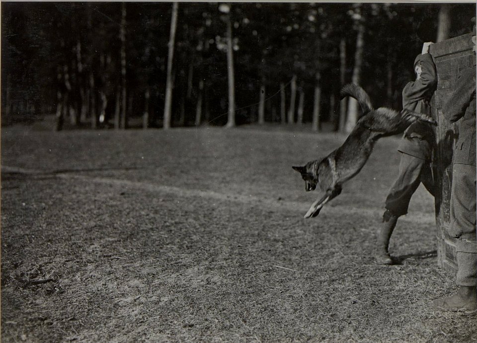 Meldehund springt von einer mannshohen Bretterwand (BildID 15445655)