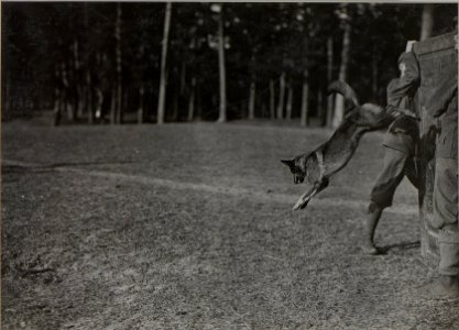 Meldehund springt von einer mannshohen Bretterwand (BildID 15445655)