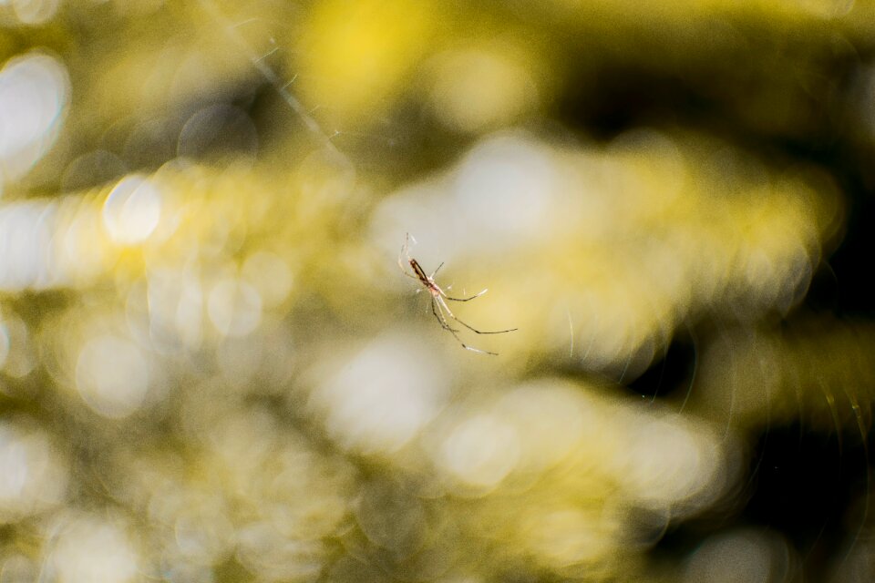 Shades of green insect small