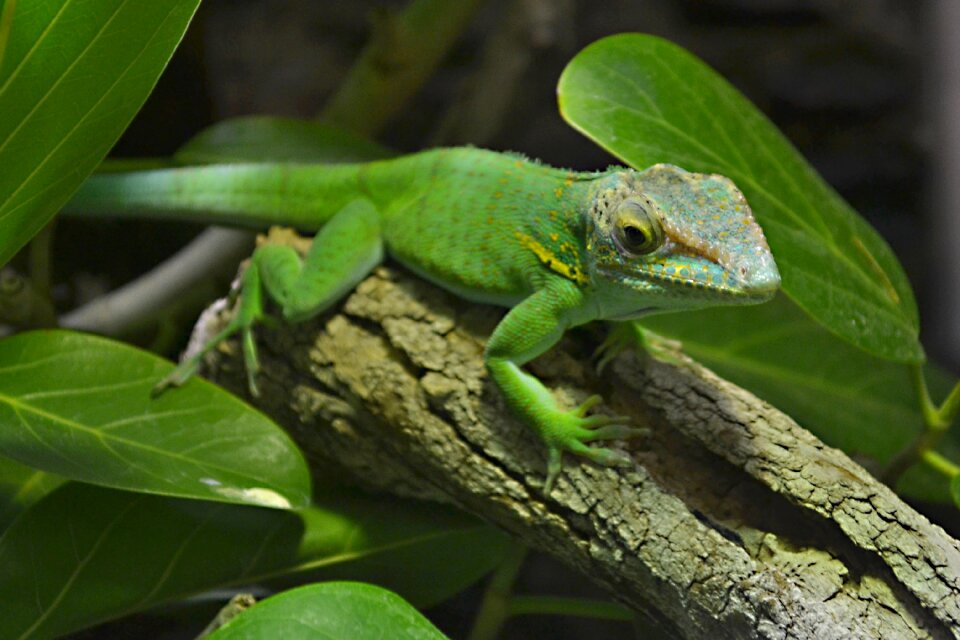 Reptile zoo green