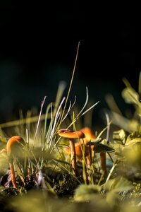 Forest autumn nature