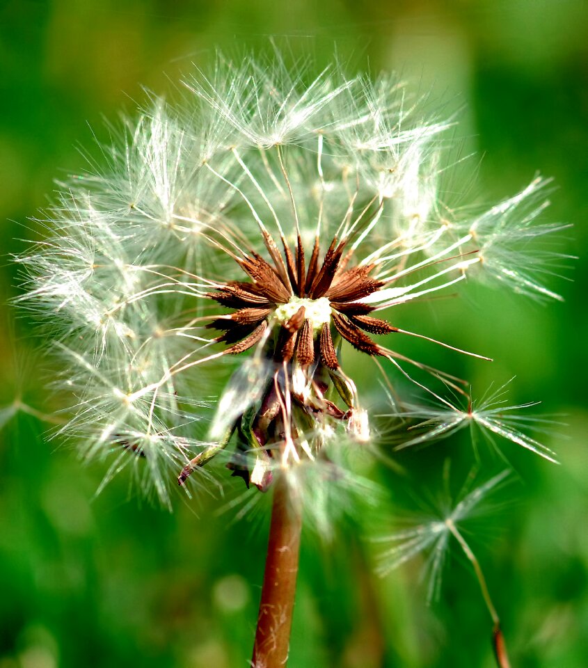 Flora summer close-up