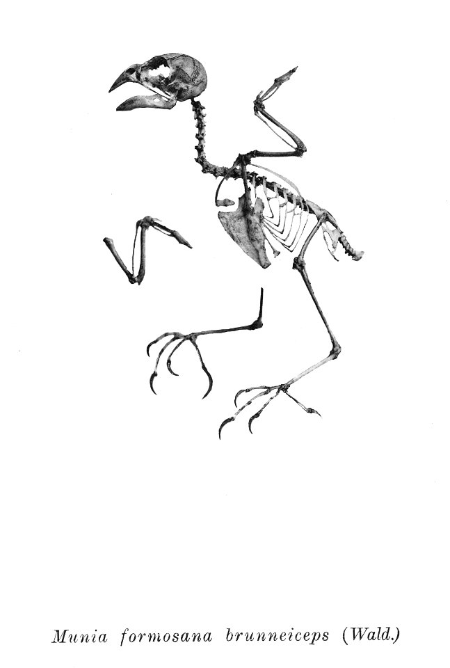 Munia formosana brunneiceps 204