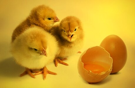 Egg eggshell hen's egg photo