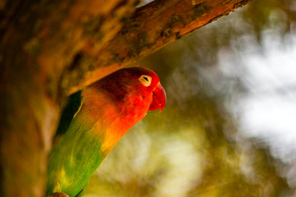 Inseparable colorful plumage