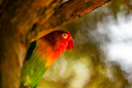 Inseparable colorful plumage