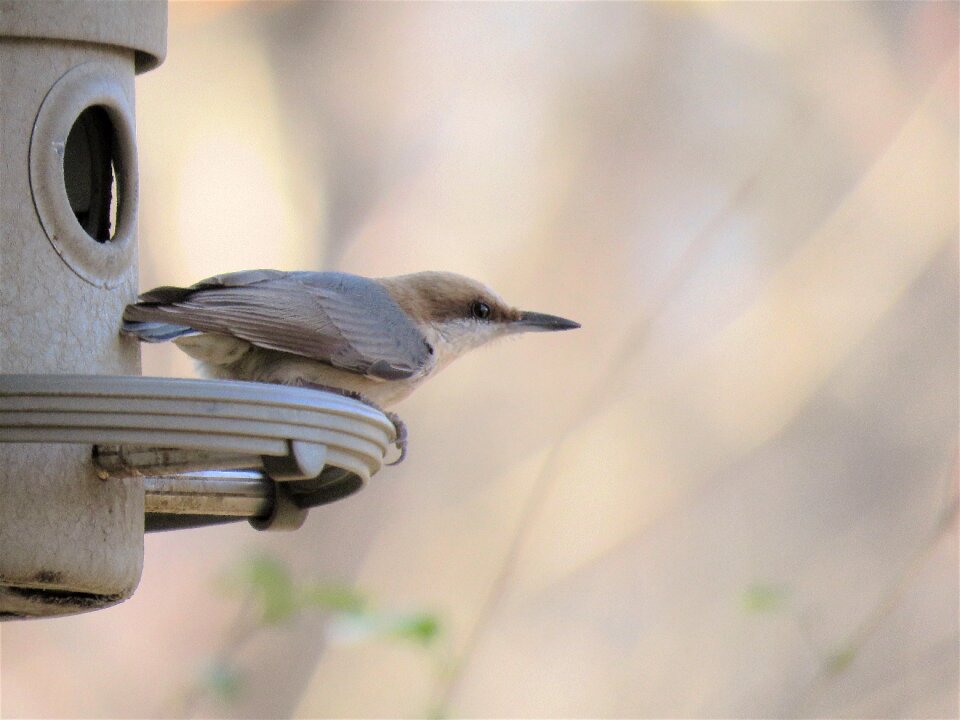 Wildlife outdoors cute