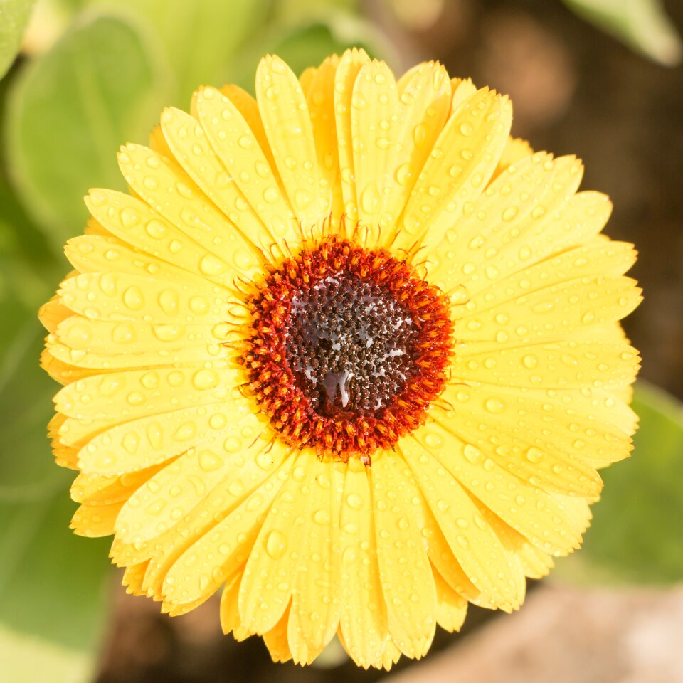 Calendula flower yellow flower