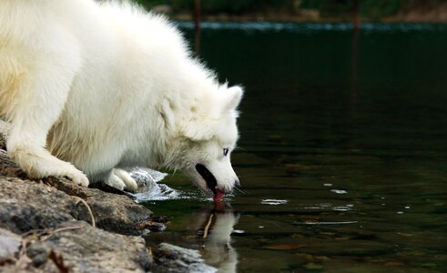 Samoyed sled dogs pets