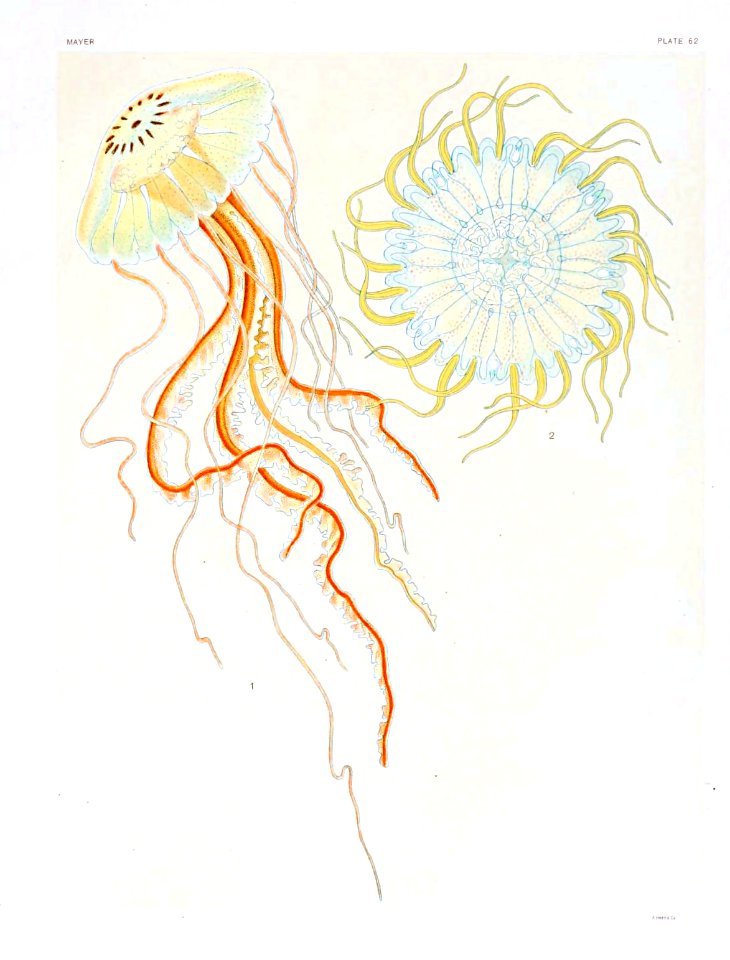 Medusae of world-vol03 pl62 Dactylometra gi