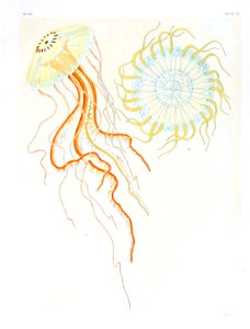 Medusae of world-vol03 pl62 Dactylometra gi
