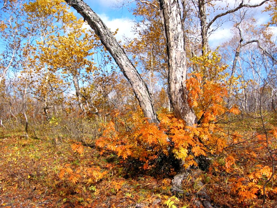 Birch rowan golden autumn