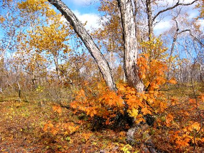 Birch rowan golden autumn photo
