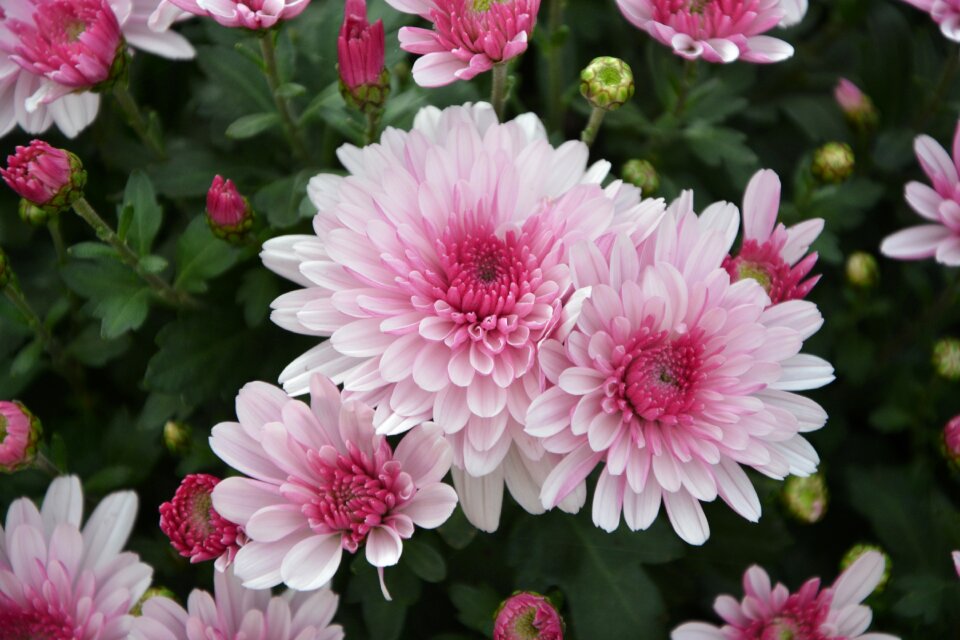 Flowers flowers nature toussaint