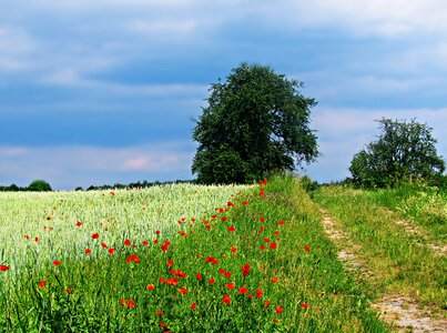 The path meadow flowers photo