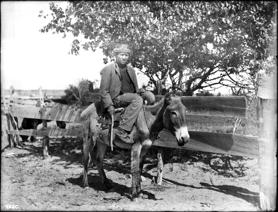 Musha, a Navajo Captain, on his burro, 1898 (CHS-4620)