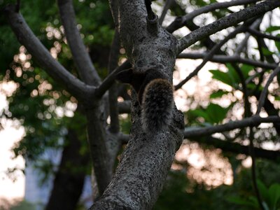 Nature animal fluffy