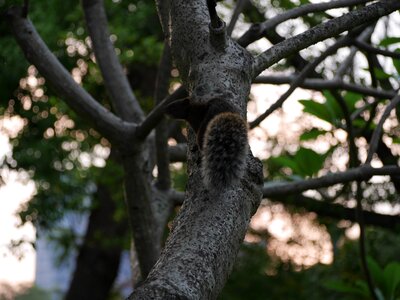 Nature animal fluffy photo