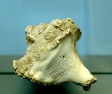 Murex Rimush Louvre AO21404