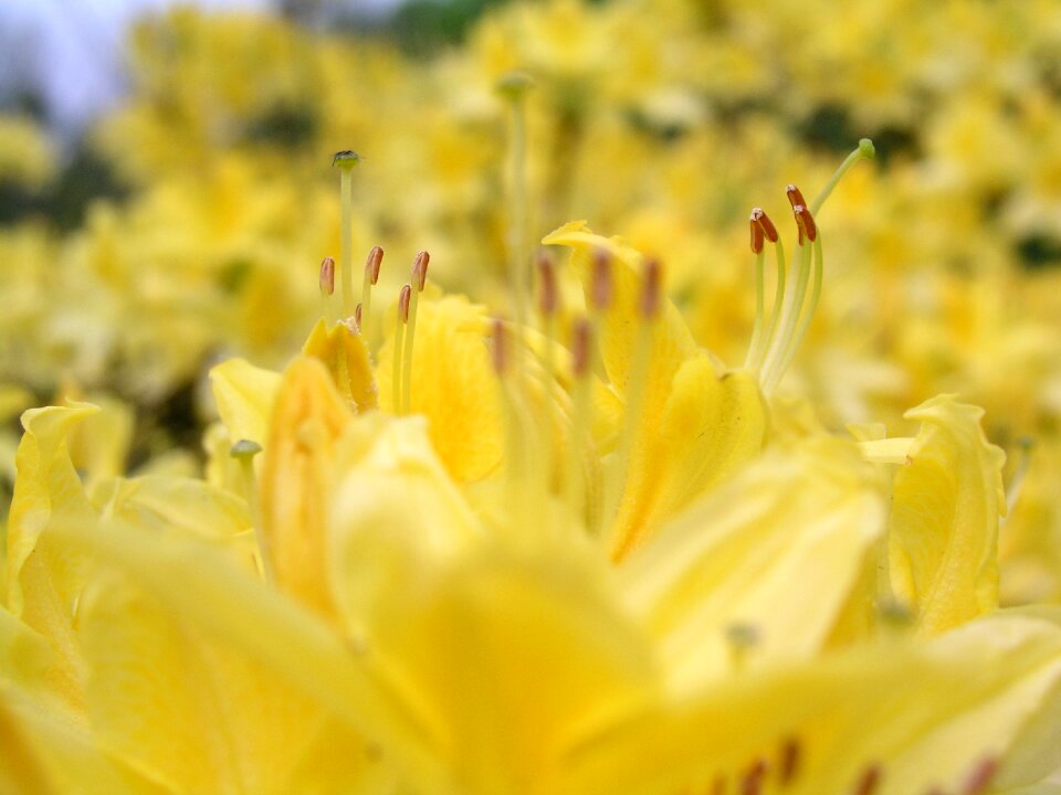 Color closeup yellow nature