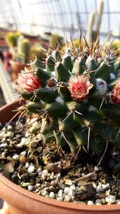 Greenhouse horticulture horticulturist