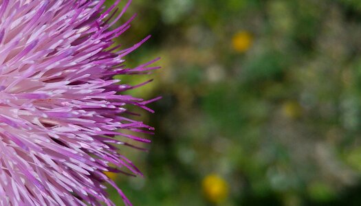 Summer outdoor petals