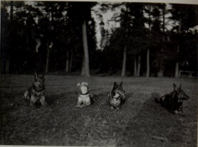 Meldehunde der Jäger der 25. Infanteriedivision (BildID 15445634)