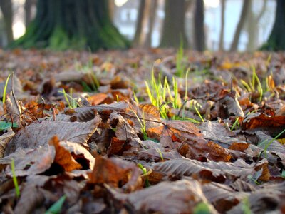 Macro dry autumn leaves photo