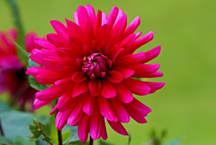Dahlia garden blossom bloom