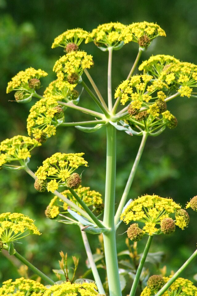 Leaf herb herbal medicine
