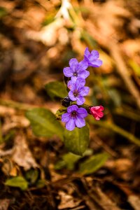 Nature flower bloom wild flower