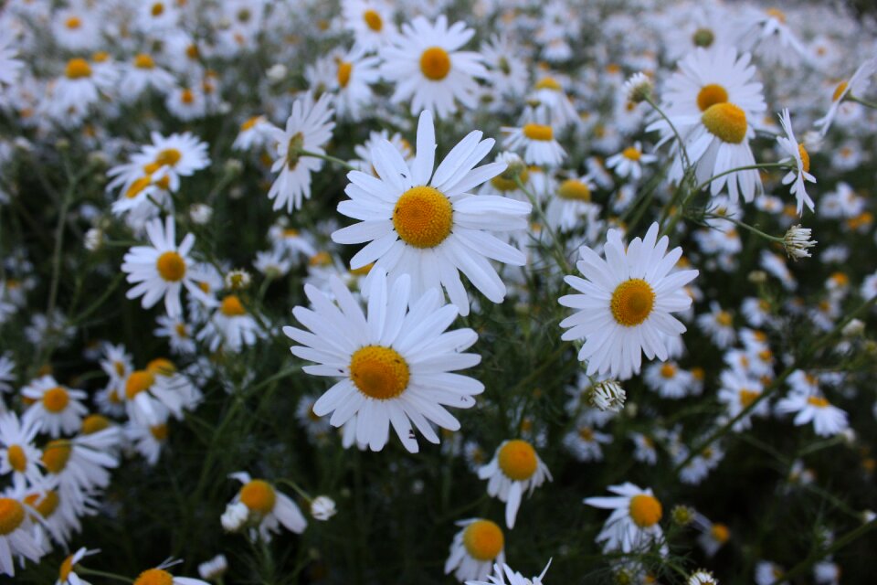 Petal daisy flower