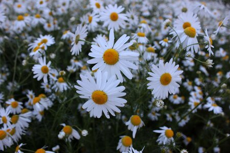 Petal daisy flower photo