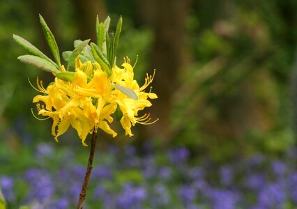 Outdoors garden blooming photo