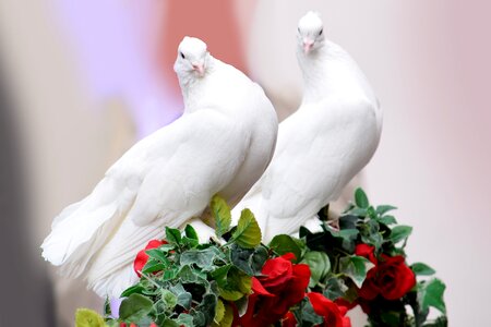Love nature bird