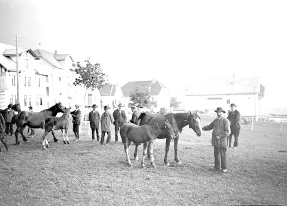 Mutterpferde mit ihren Fohlen am Marché-Concours des Chevaux - CH-BAR - 3239962