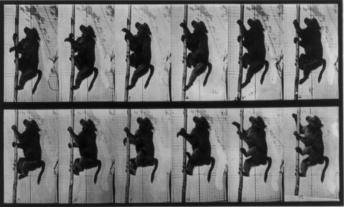 Muybridge baboon climbing