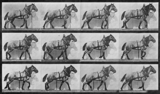 Muybridge, Eadweard - Billy schleppt etwas Schweres (1.11 Sekunden) (Zeno Fotografie)