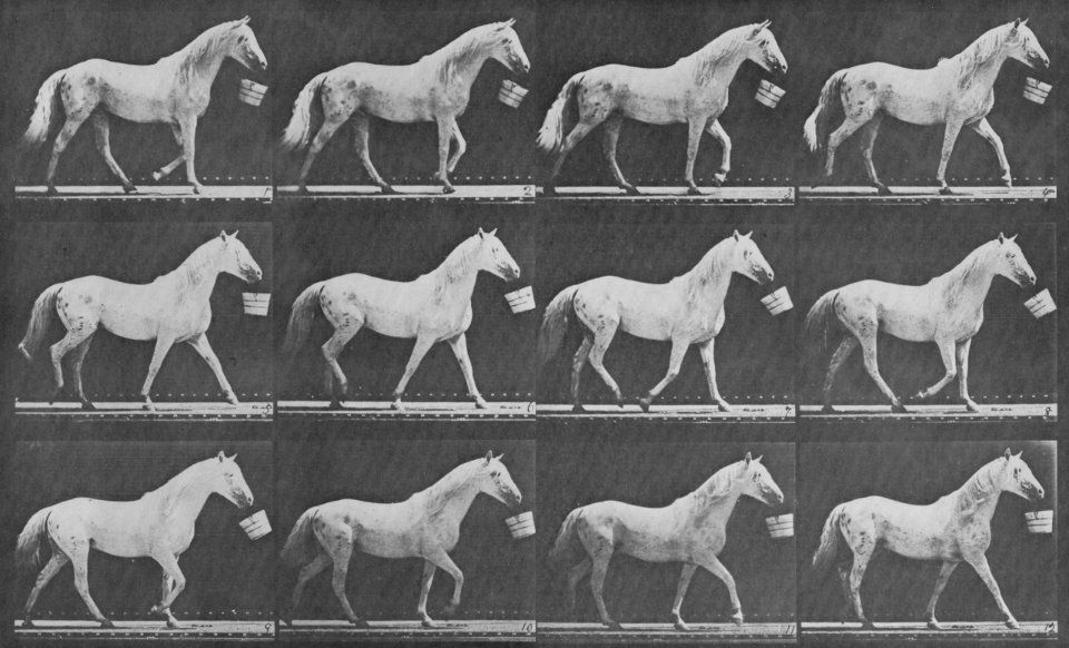 Muybridge, Eadweard - Eagle, mit Eimer im Mund (0.73 Sekunden) (Zeno Fotografie)