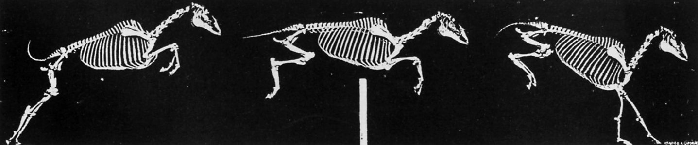 Muybridge, Eadweard - Einige Phasen im Sprung eines Pferdes (Zeno Fotografie)