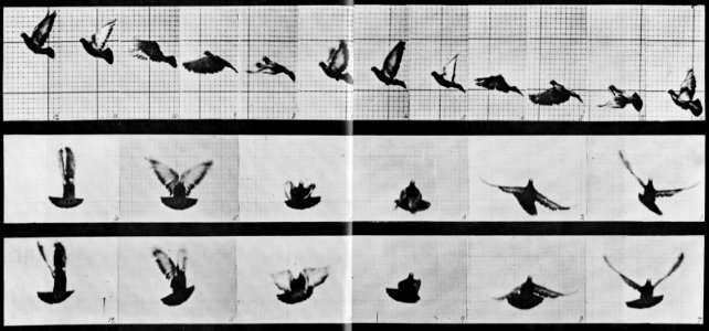 Muybridge, Eadweard - Fliegende Taube (0.19 Sekunden) (Zeno Fotografie)