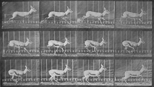 Muybridge, Eadweard - Galoppierende Gazelle, wendet (Zeno Fotografie)