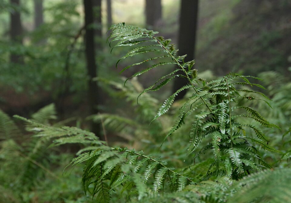 Slope mountains fern