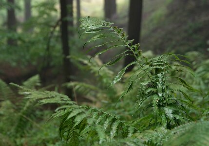 Slope mountains fern photo