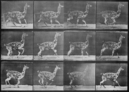 Muybridge, Eadweard - Galoppierender Guanako (Zeno Fotografie)