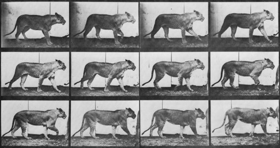 Muybridge, Eadweard - Gehende Löwin (1.25 Sekunden) (Zeno Fotografie)